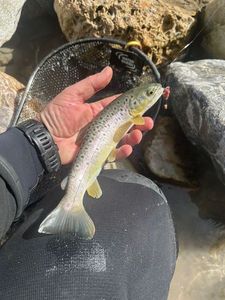 Brown Trout
