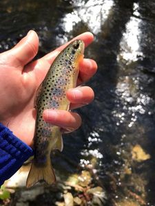 Brown Trout