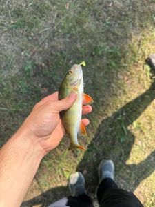 European Perch
