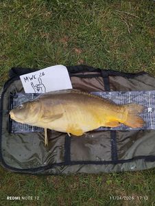 Mirror Carp