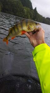 European Perch