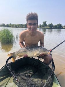 Common Carp