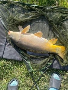 Mirror Carp