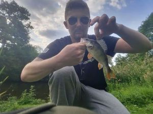 European Perch