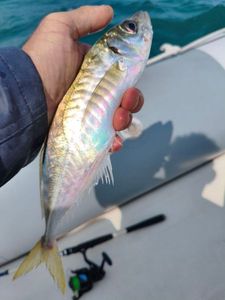 Atlantic Horse Mackerel