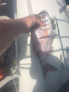 Redbanded Seabream