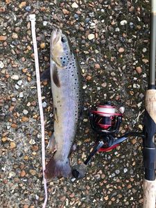 Brown Trout