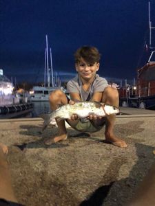 Thicklip Grey Mullet