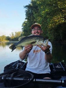 Largemouth Bass
