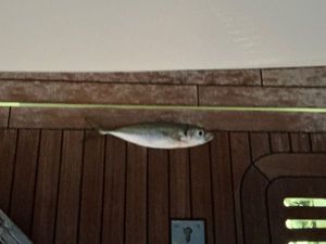 Cape Horse Mackerel