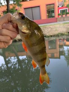 European Perch