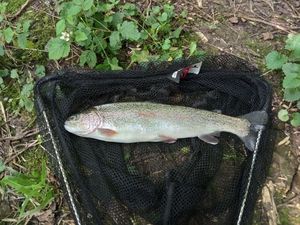 Rainbow Trout