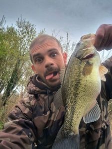 Largemouth Bass