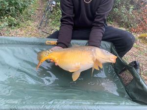 Mirror Carp