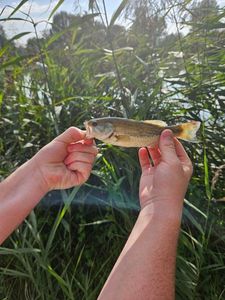 Largemouth Bass