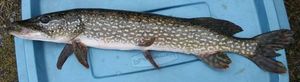 Chain Pickerel