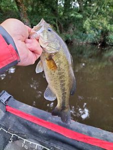 Largemouth Bass