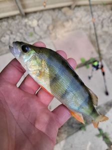 European Perch