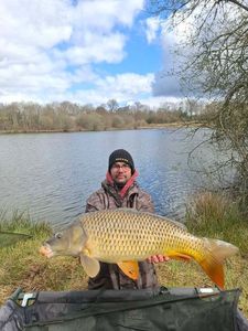 Common Carp