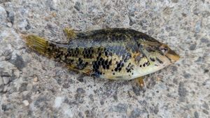 Ballan Wrasse