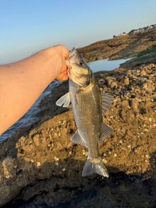 European Bass (Seabass)