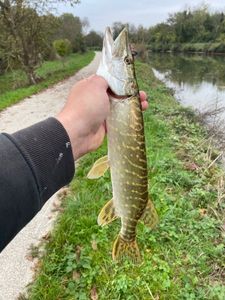 Northern Pike