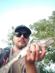 Zander