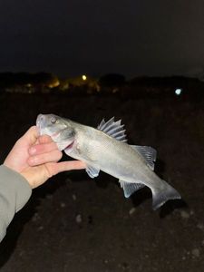 European Bass (Seabass)