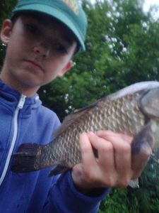 Crucian Carp