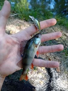 European Perch