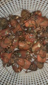 American Signal Crayfish