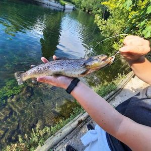 Brown Trout