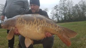 Mirror Carp
