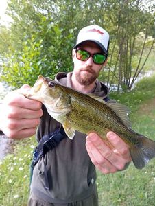 Largemouth Bass