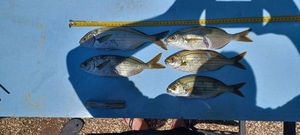 Salema