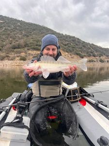 Zander
