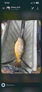 Mirror Carp