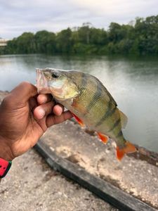 European Perch