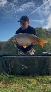 Mirror Carp