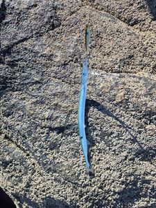 Garfish