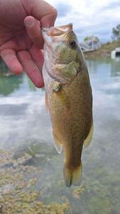 Largemouth Bass