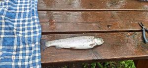 Rainbow Trout