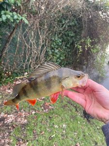 European Perch
