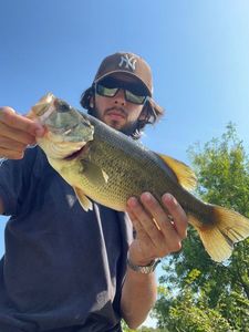 Largemouth Bass