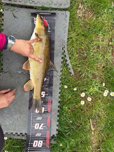 Barbel