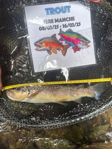 Brown Trout