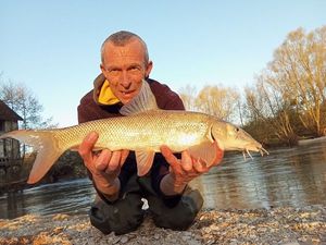 Barbel