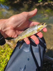 Brown Trout