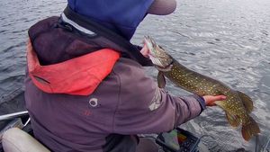 Northern Pike
