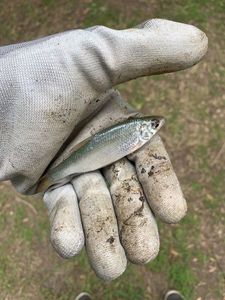 Roach